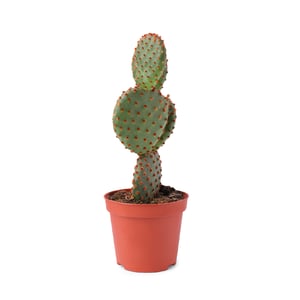 saguaro
