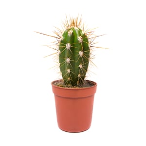 Tommy Prickles