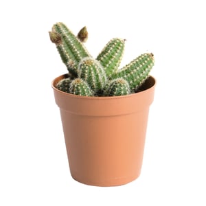 Cactina