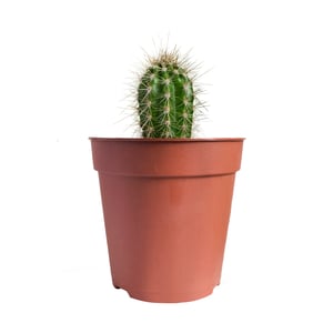 Spike