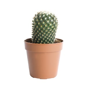 Flora