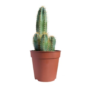 Rita